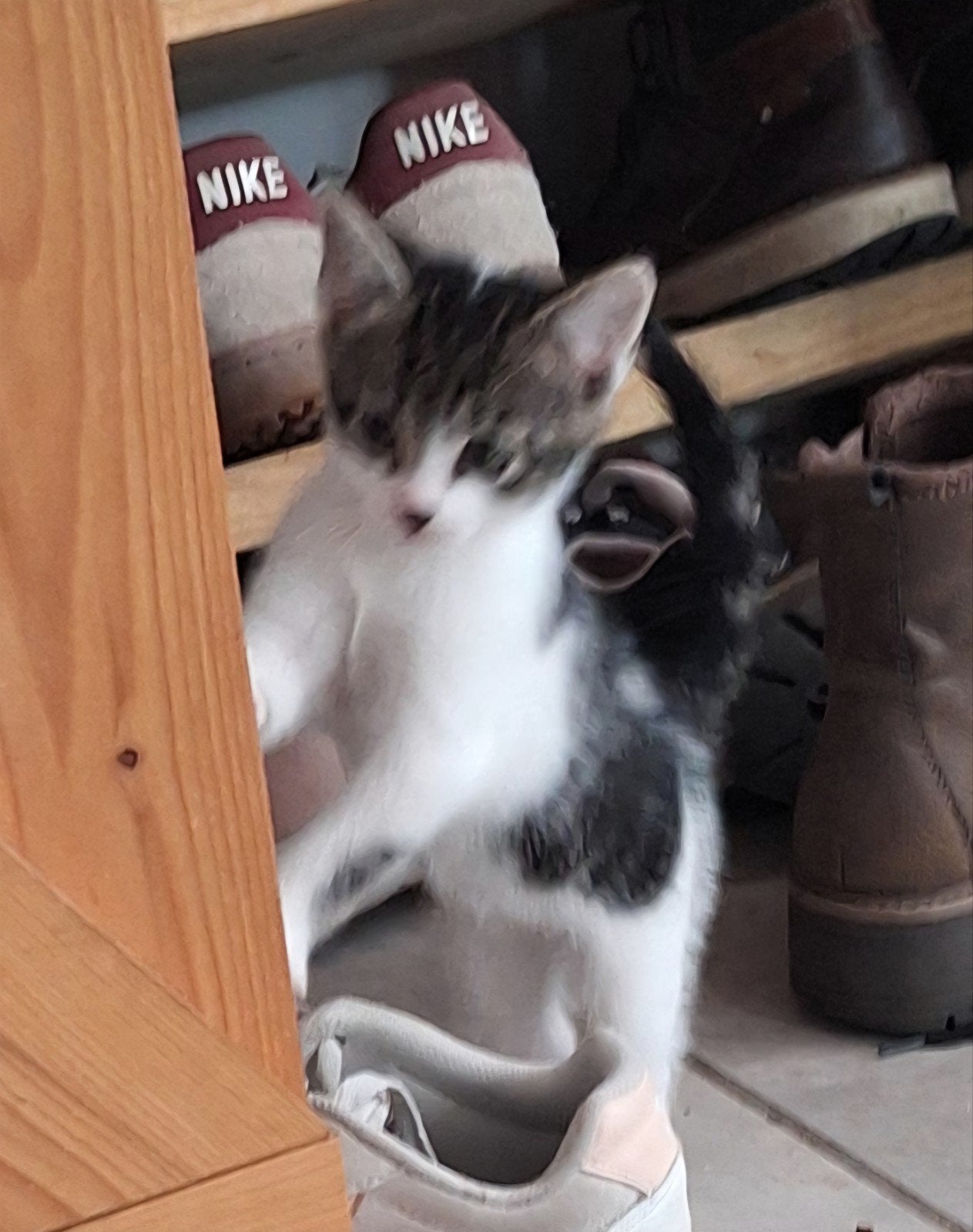 kittens zoeken nieuw huisje