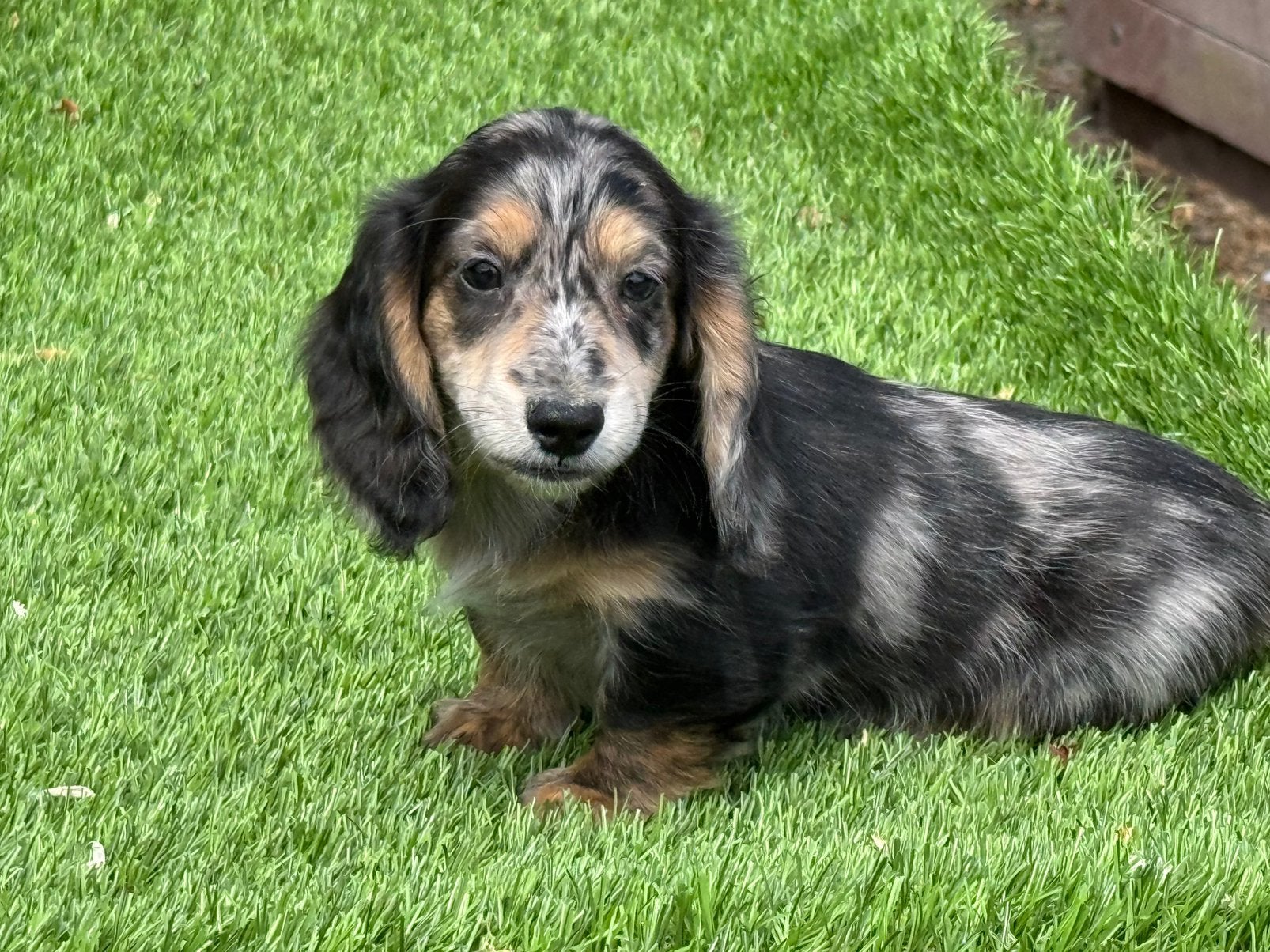 Langhaar langharige dwerg teckel creme & tan merle pups, Dieren en Toebehoren, Honden | Teckels en Dashonden, Nederland, Parvo