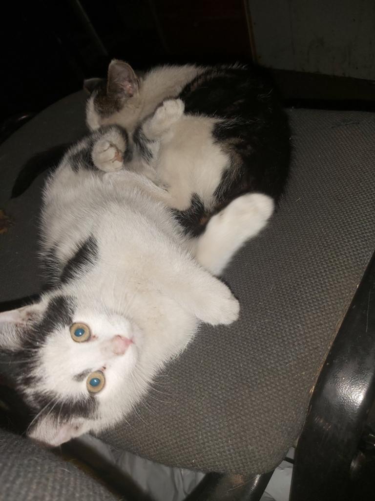 3 kittens zoeken een nieuw liefdevol thuis (+-10 weken oud), Dieren en Toebehoren, Meerdere dieren, Kortharig, 0 tot 2 jaar
