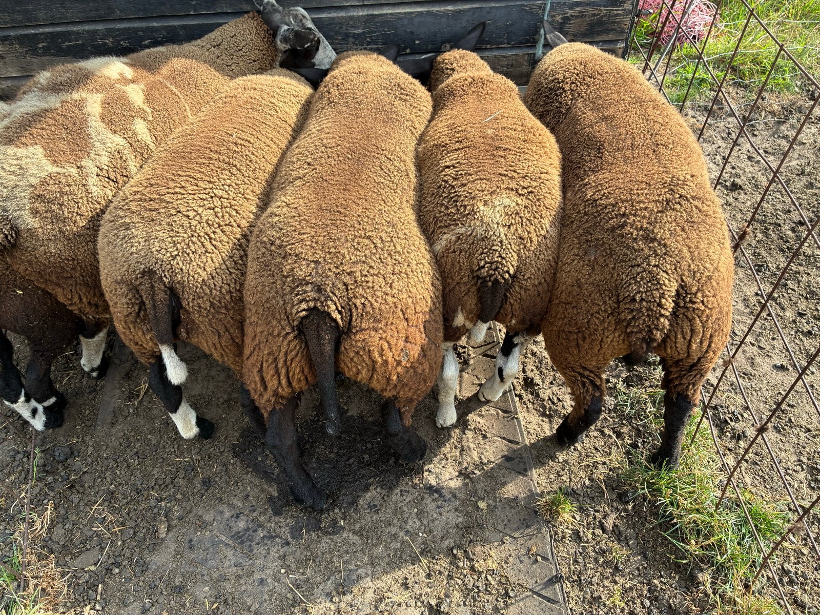 Bonte / Texelaar lammeren, Meerdere dieren, Schaap