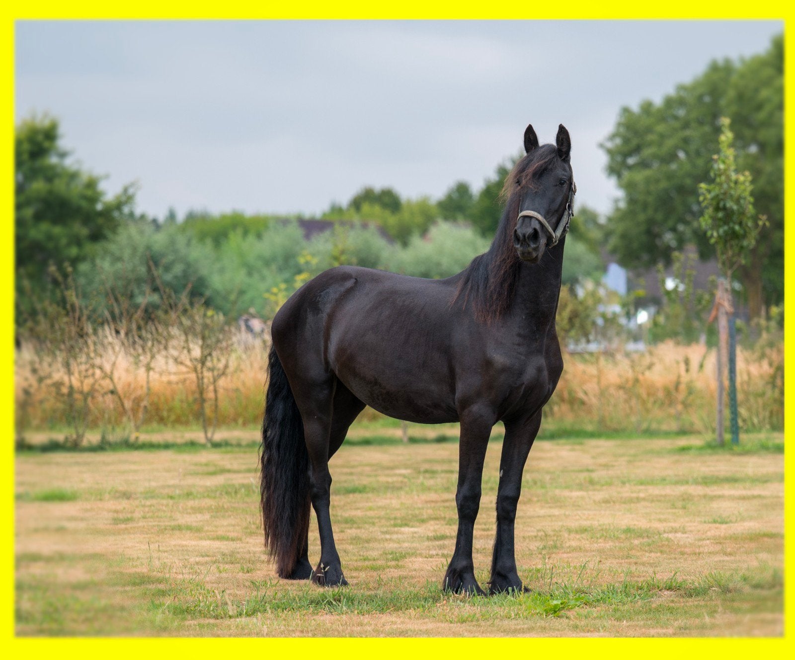 ✨ 2,5 jr Friese merrie Elias x Norbert +halfzus Quarter 2026, Dieren en Toebehoren, Merrie, Minder dan 160 cm, Met stamboom, 0 tot 2 jaar