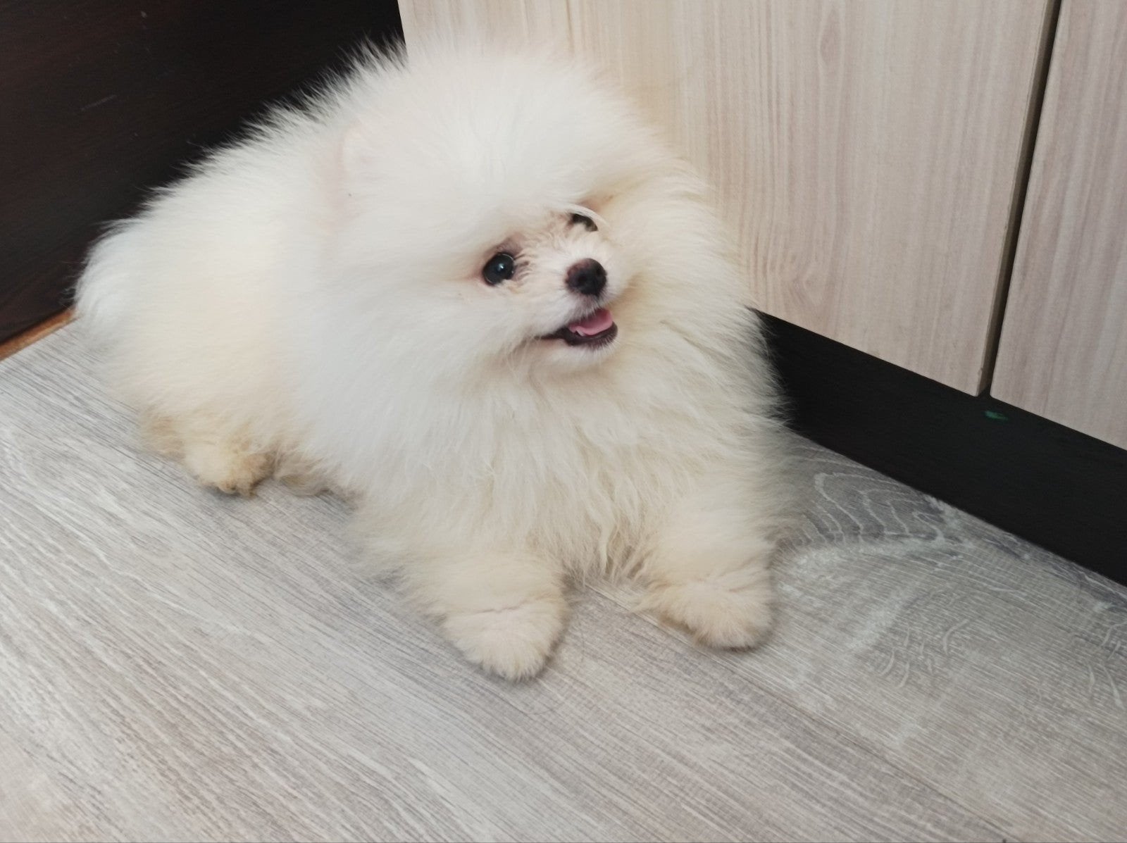 Pomeriaan pups, Particulier, Keeshond, Reu, 8 tot 15 weken