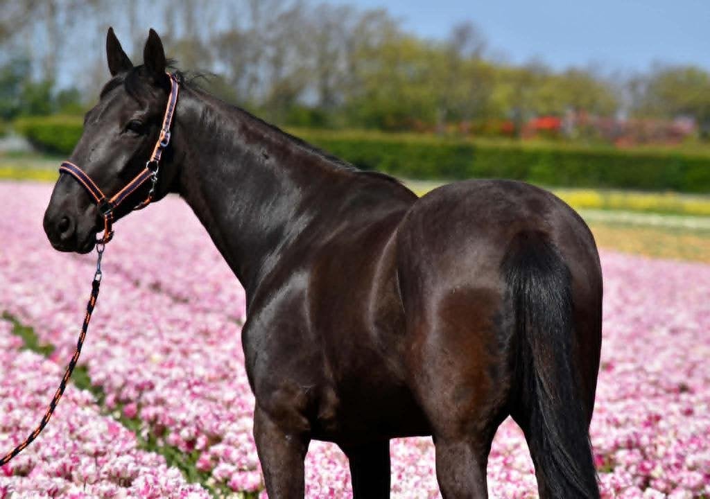 Atletische veelzijdige 10 jarige draver ruin, Dieren en Toebehoren, Paarden, Met stamboom, Ruin, 7 tot 10 jaar, 160 tot 165 cm