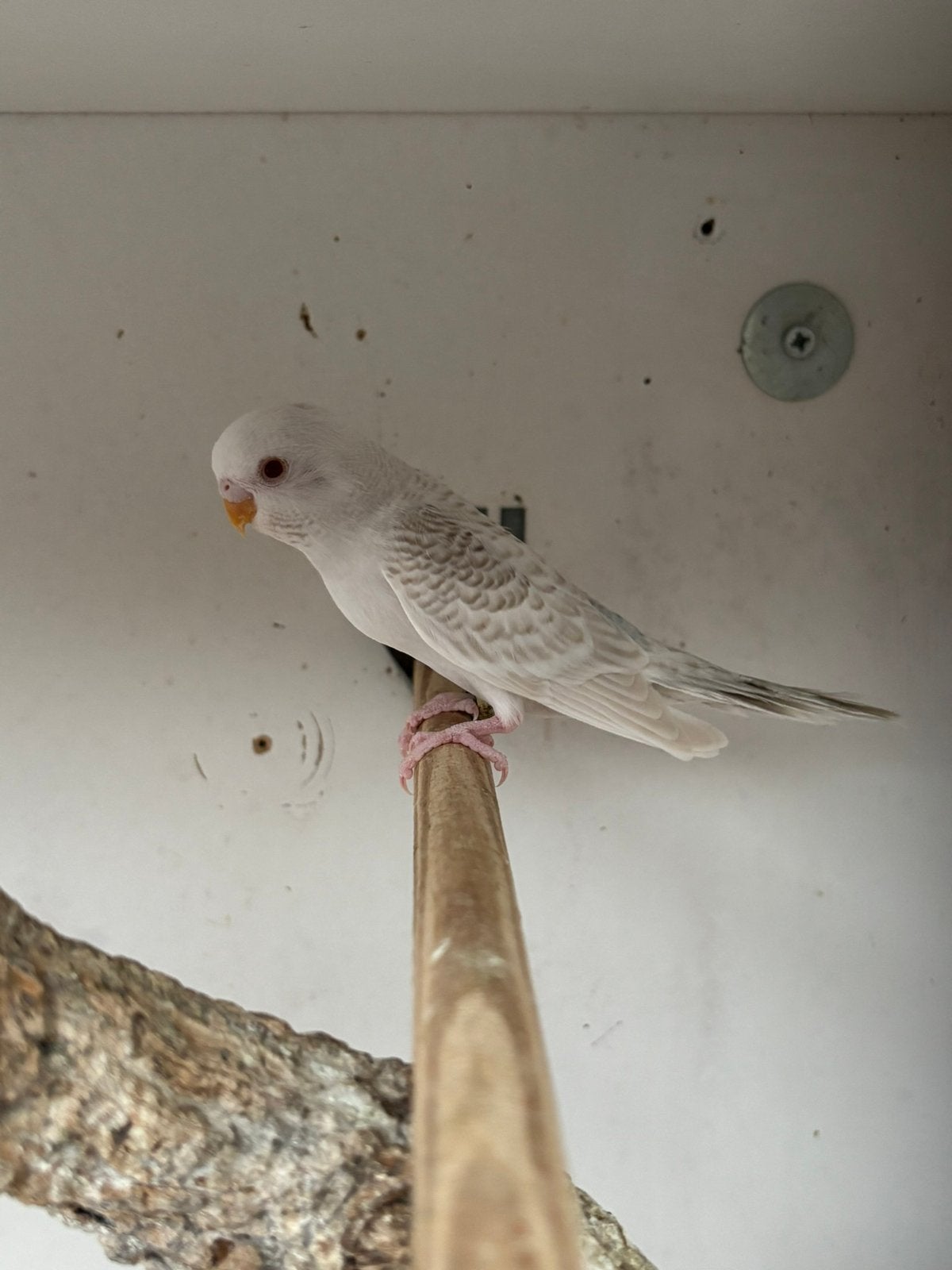 Fallow parkiet, Dieren en Toebehoren, Geslacht onbekend, Parkiet, Geringd