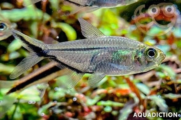 Blackline tail tetra, Dieren en Toebehoren, Vissen | Aquariumvissen, Vis
