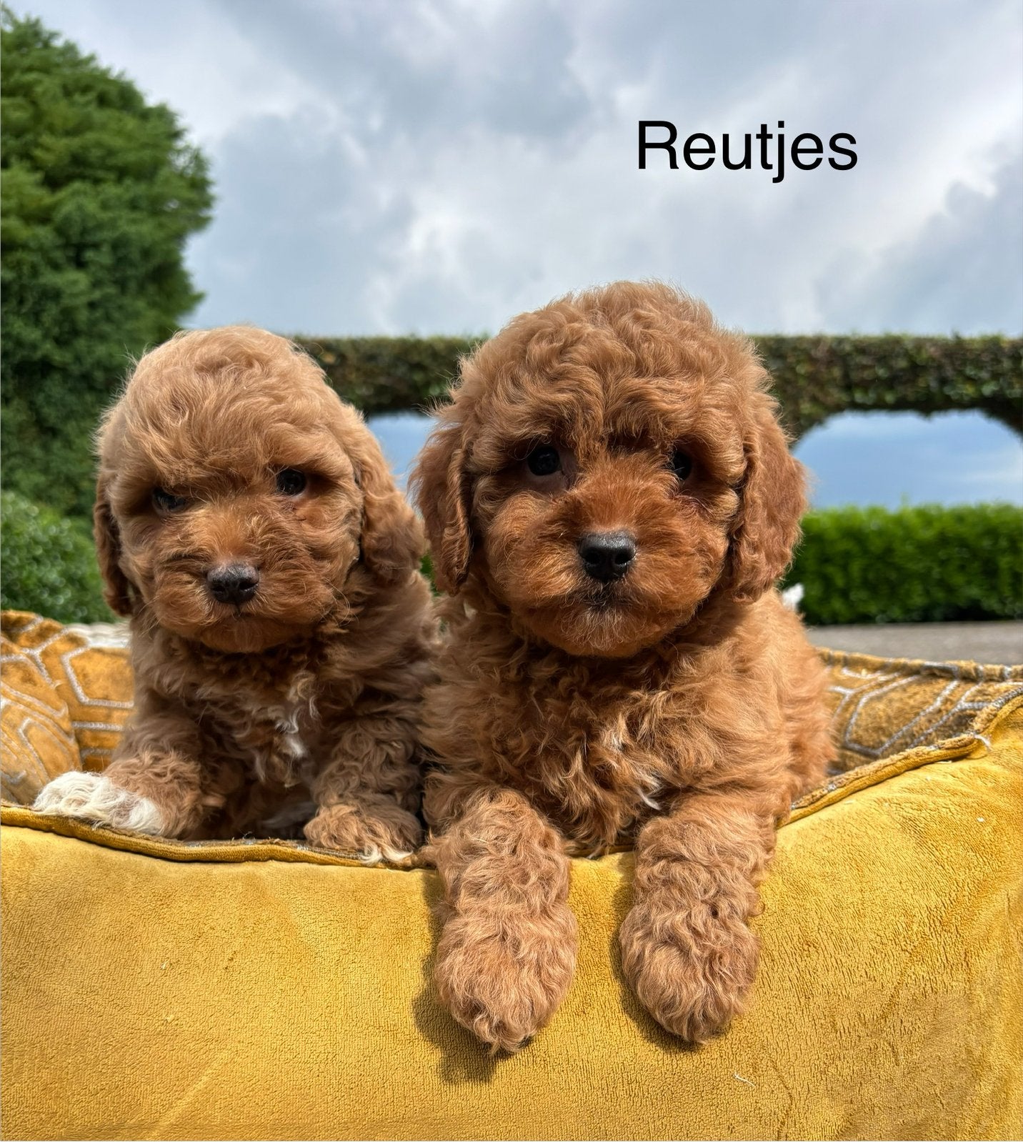 Boomer x labradoodle mini pups, Nederland, Overige rassen, 8 tot 15 weken, Meerdere