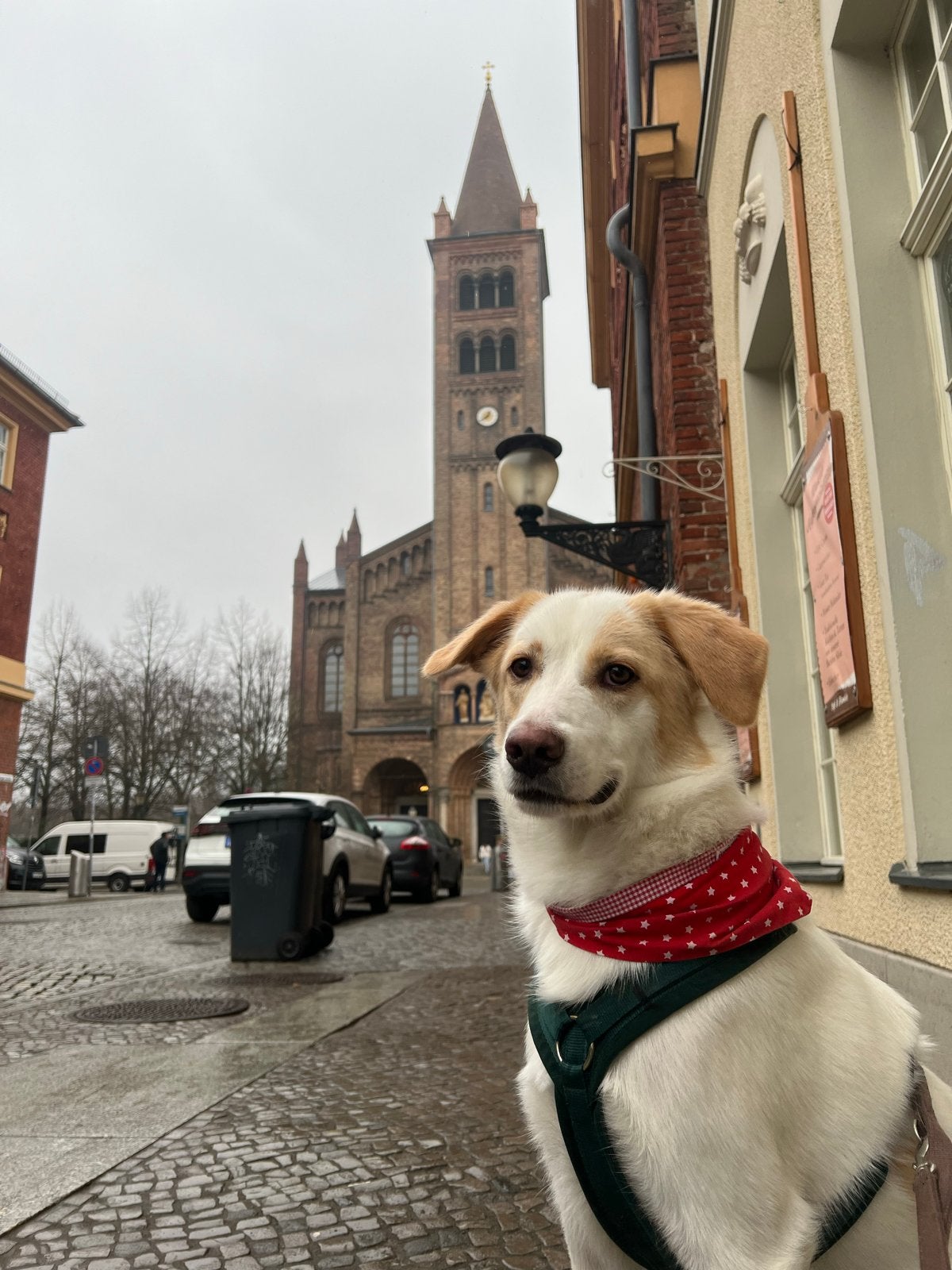 Dog sitting near Enka, Ophalen of Verzenden