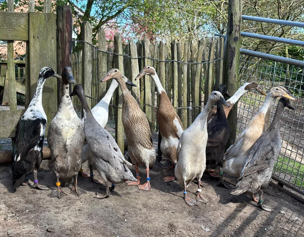 Indische Loopeend broedeieren, raszuivere showdieren, Dieren en Toebehoren, Pluimvee, Geslacht onbekend, Eend