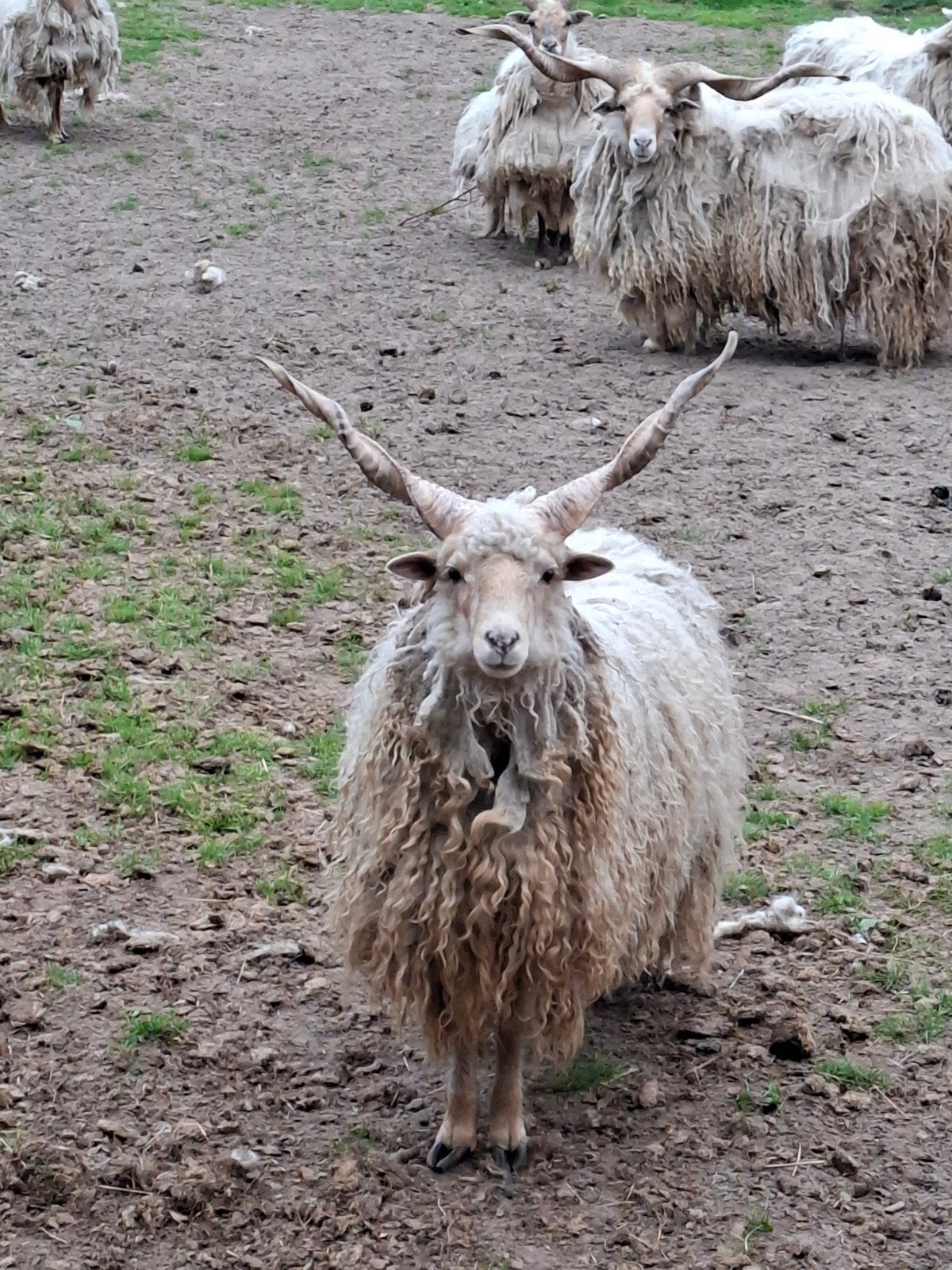 Hongaarse Racka Ram, Mannelijk, Schaap, 0 tot 2 jaar