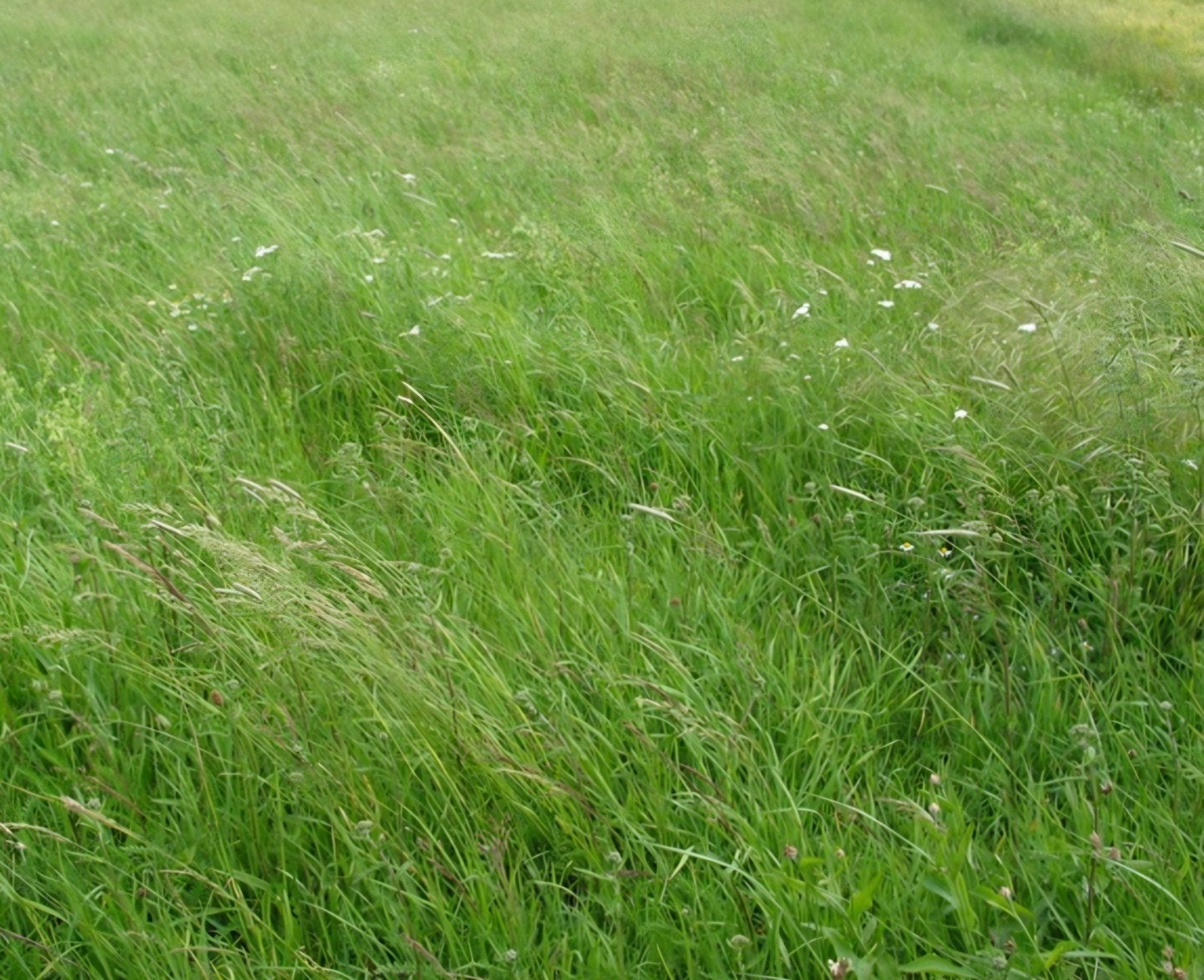 Zomer weide t/m 1 november voor 1 of meerdere paarden/pony's, Dieren en Toebehoren