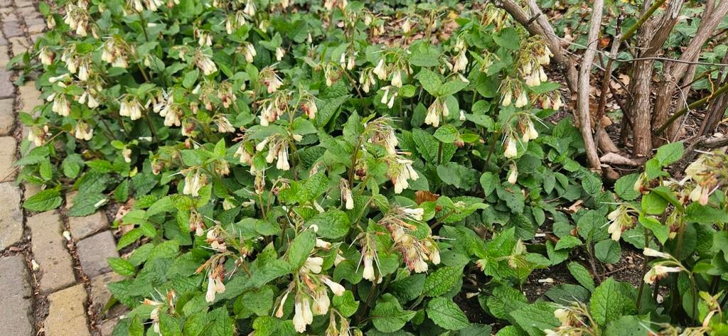 Vaste plant SYMPHYTUM (Kruipende  Smeerwortel), Ophalen, Overige soorten, Halfschaduw
