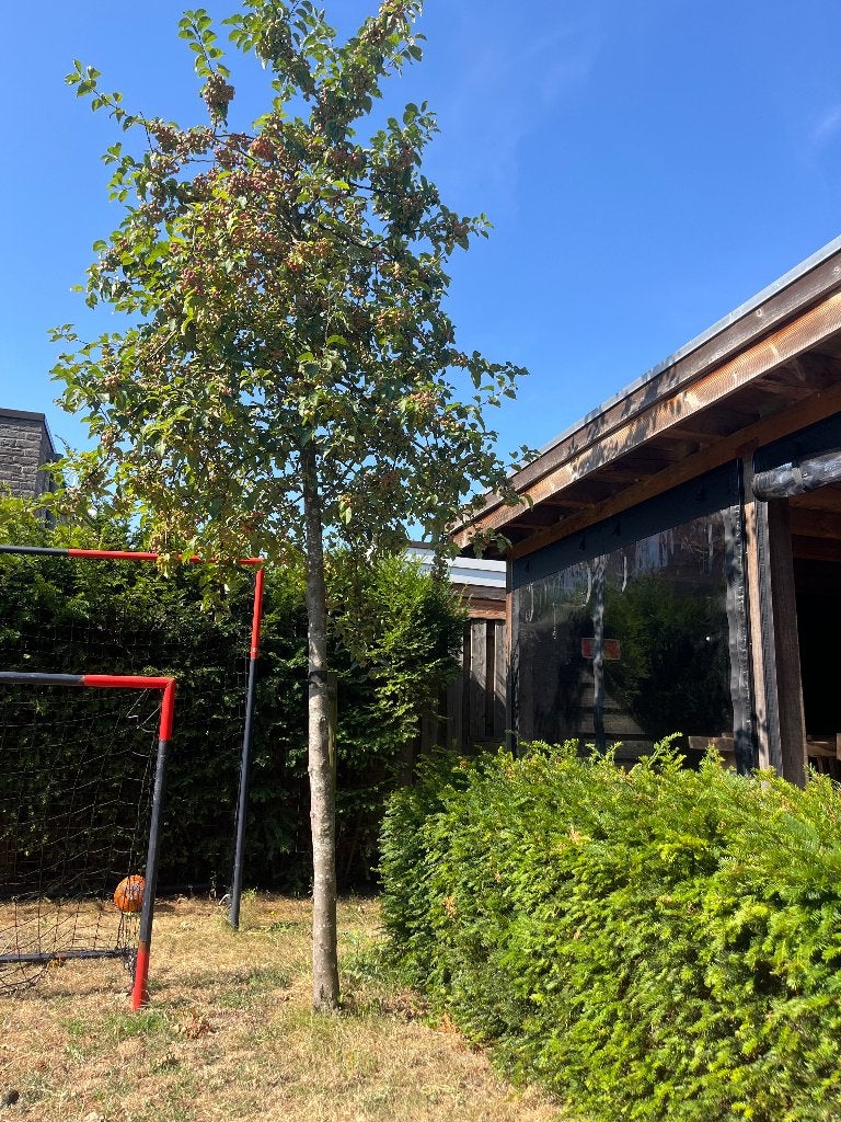 Sier Appelboom, Tuin en Terras, Planten | Fruitbomen, Ophalen, Lente, Volle zon, Appelboom