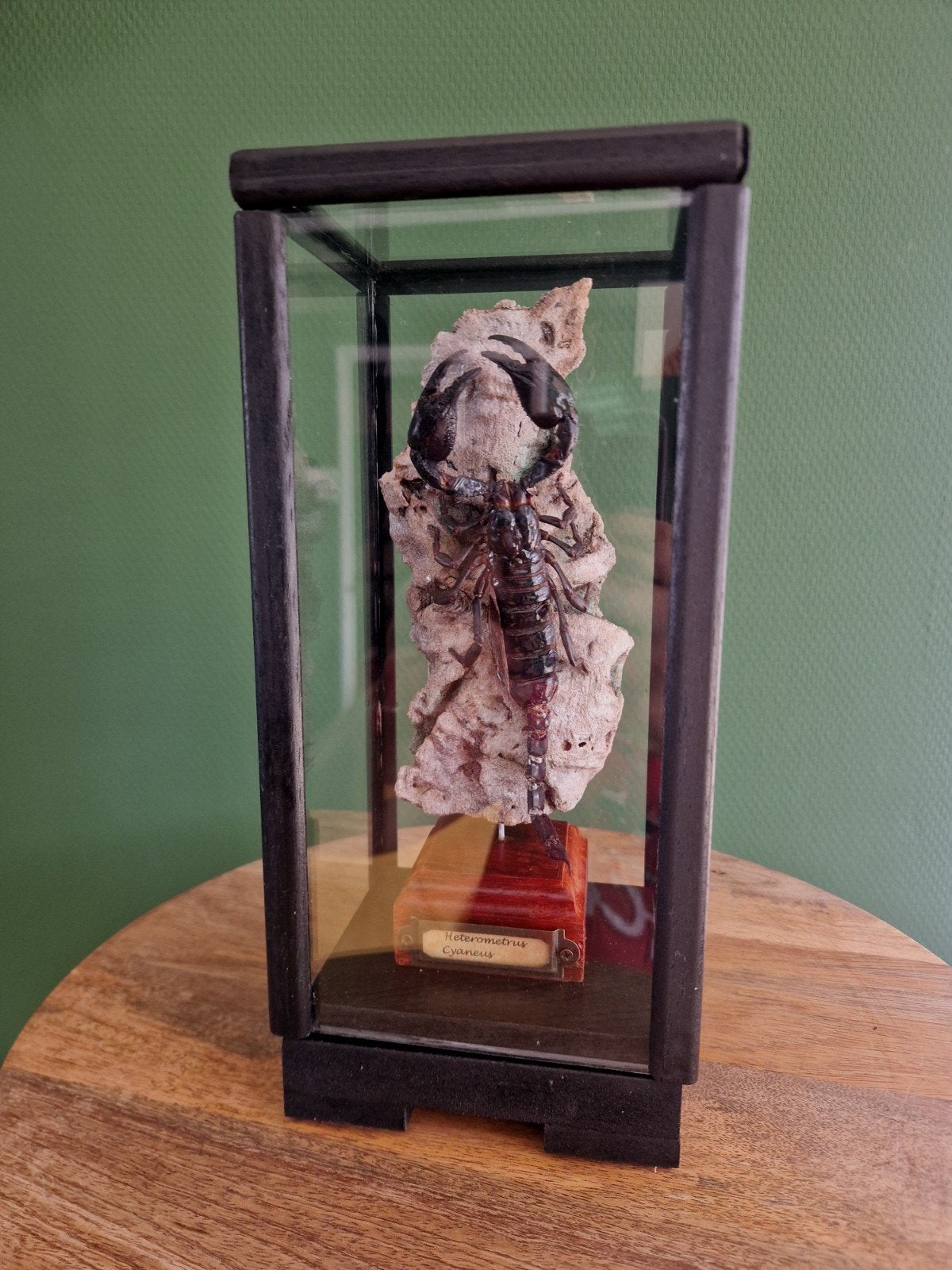 Opgezette schorpioen Heterometrus Cyaneus in vitrine, Ophalen, Zo goed als nieuw, Overige soorten, Opgezet dier