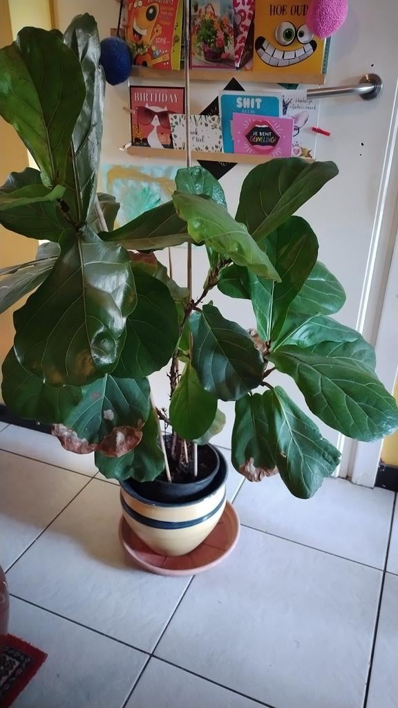 Grote tabaksplant, Ophalen, Halfschaduw, Minder dan 100 cm