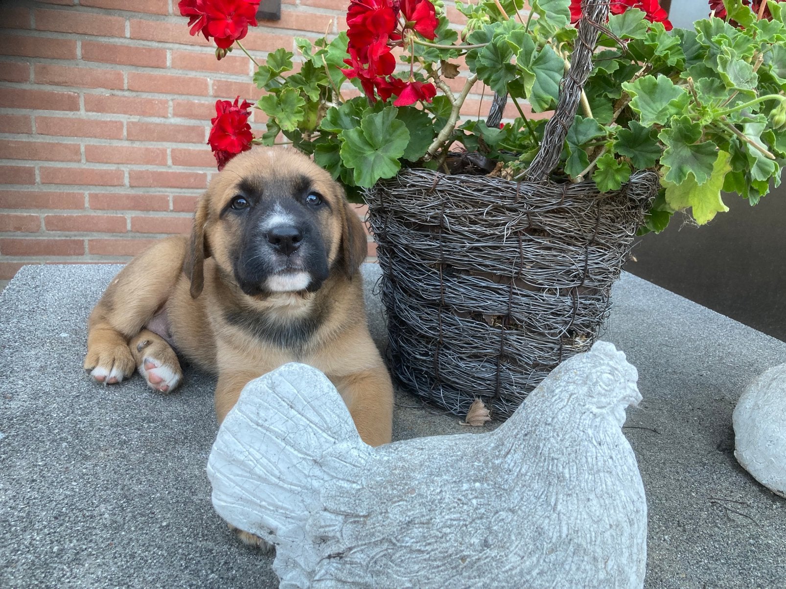 Mooie kruising sint bernard pups, Dieren en Toebehoren, Parvo, Reu, 8 tot 15 weken, Meerdere