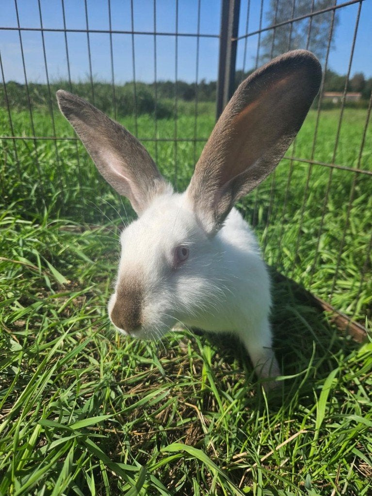 Khanaani zoekt een huisje! (voedster), Vrouwelijk, Middelgroot, 0 tot 2 jaar
