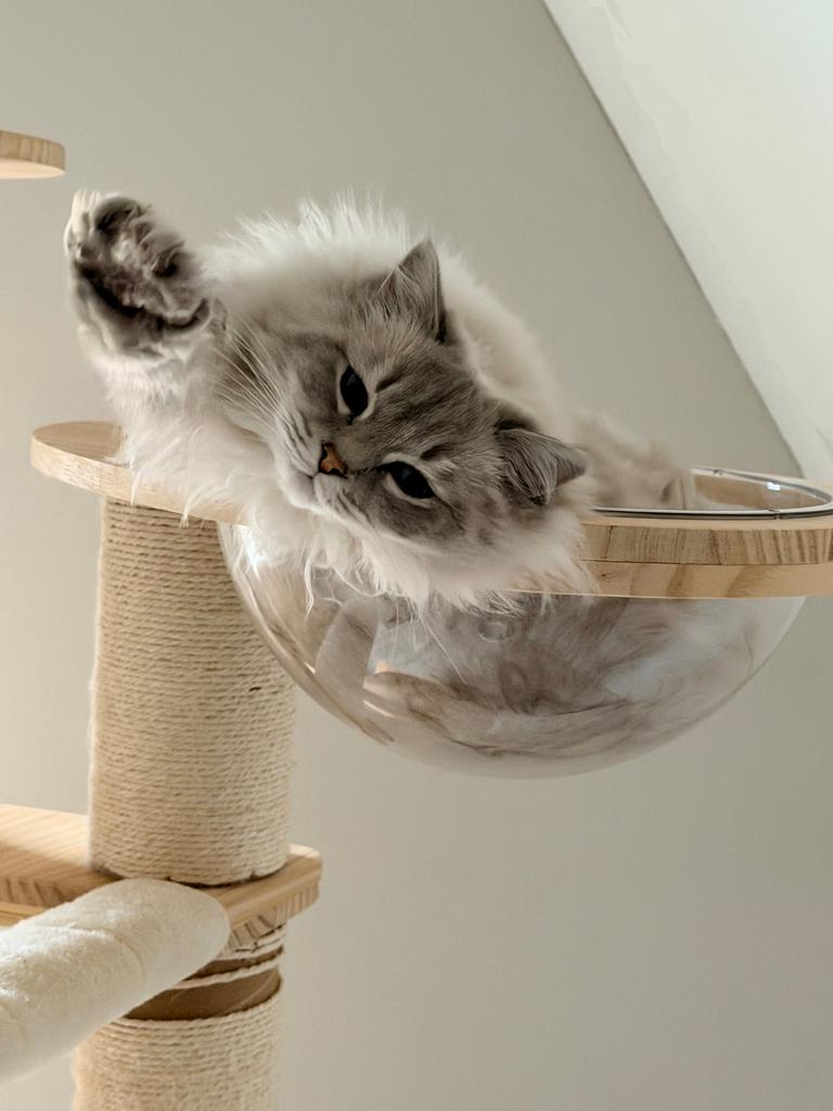 Ragdoll Kittens, Dieren en Toebehoren, Katten en Kittens | Raskatten | Langhaar, Meerdere dieren, Gechipt, 0 tot 2 jaar