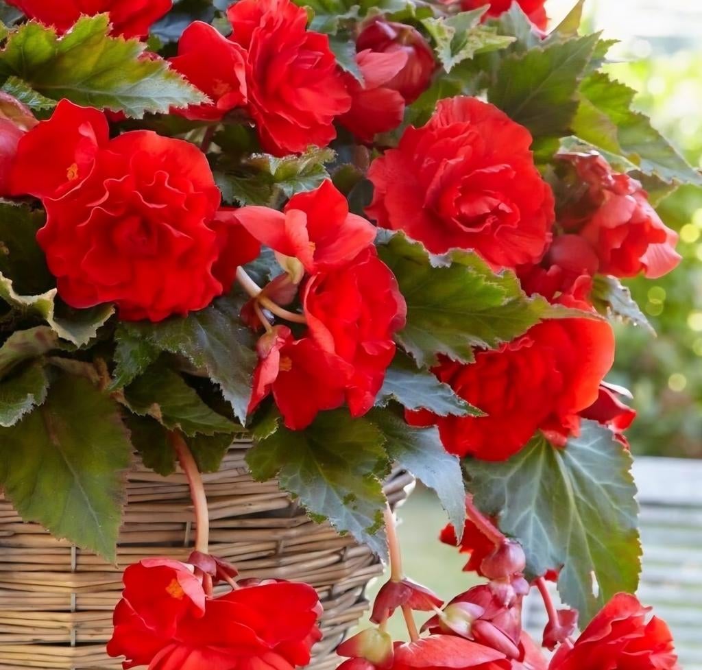 Begonia zomer bloeier Pendula Red, Tuin en Terras, Bloembollen en Zaden, Volle zon, Ophalen