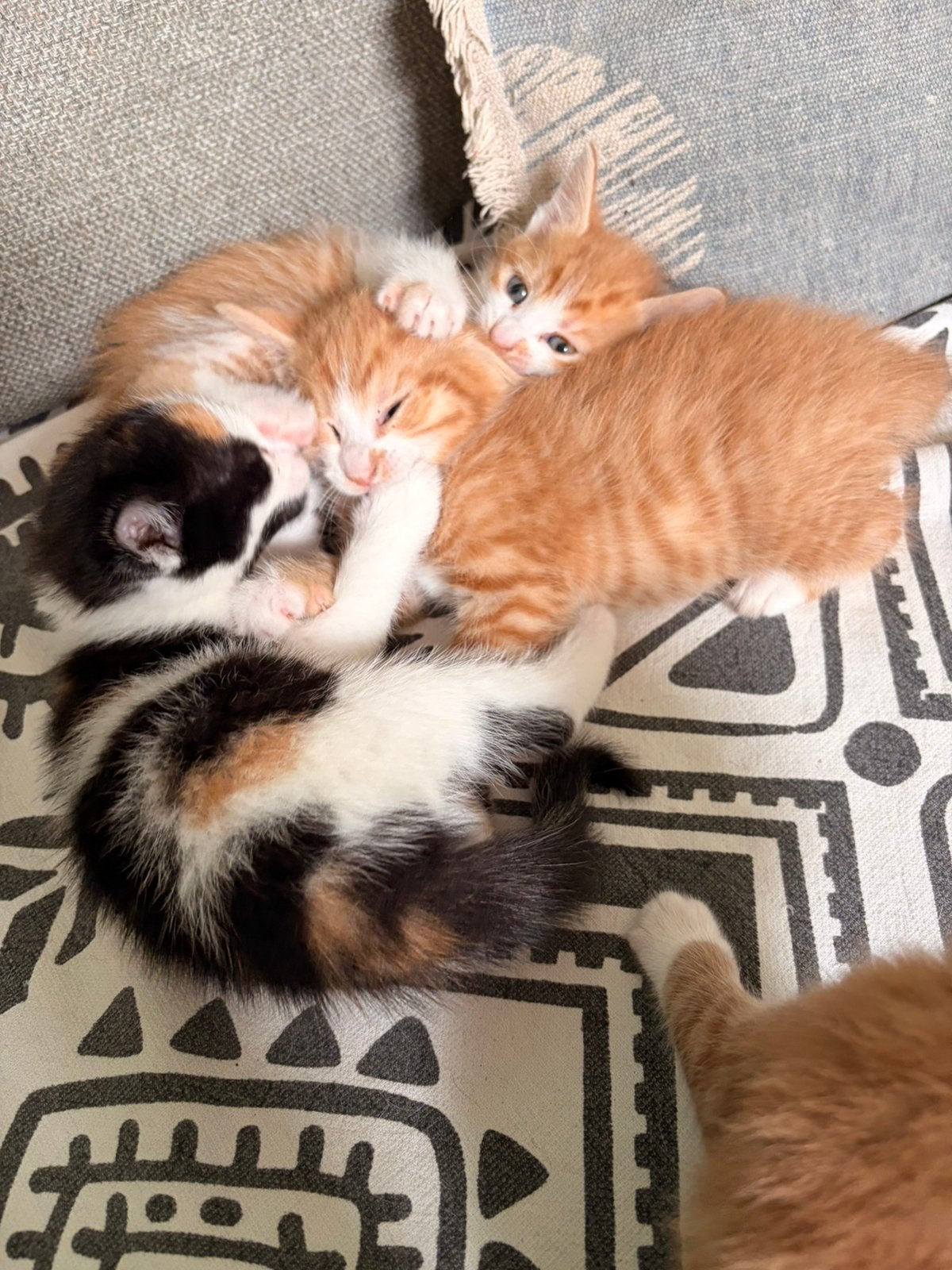 Kittens, lapjes poes en rode cyperse kater, Meerdere dieren