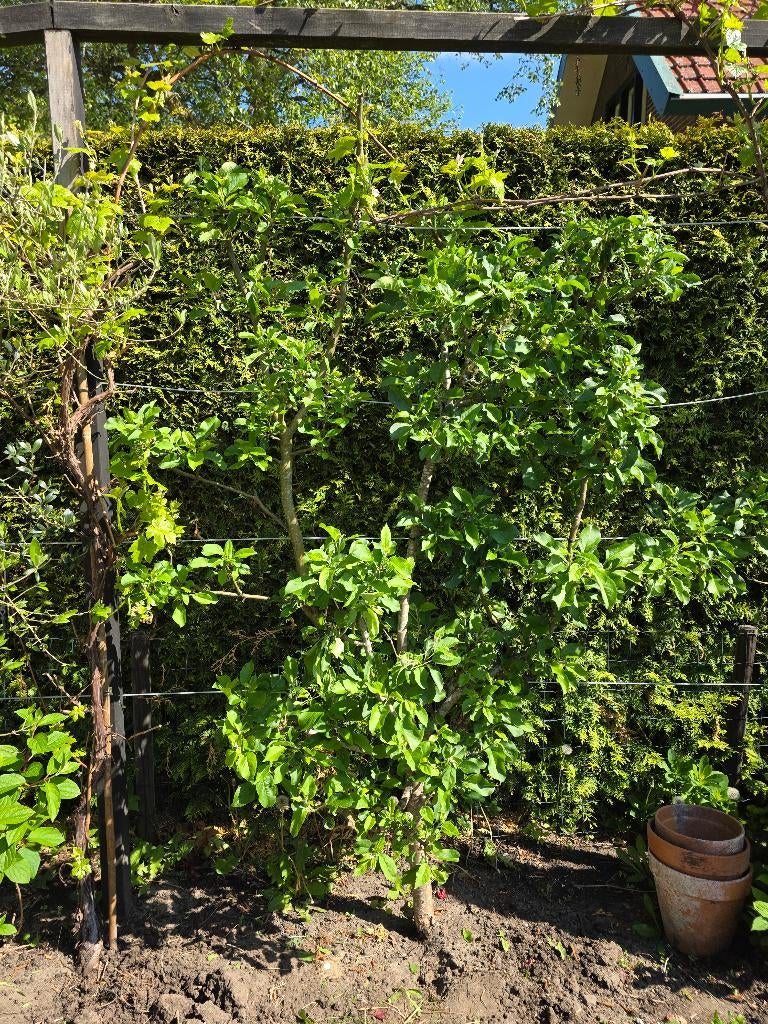 2 Lei appelbomen, Tuin en Terras, Ophalen, Lente, Volle zon, Appelboom