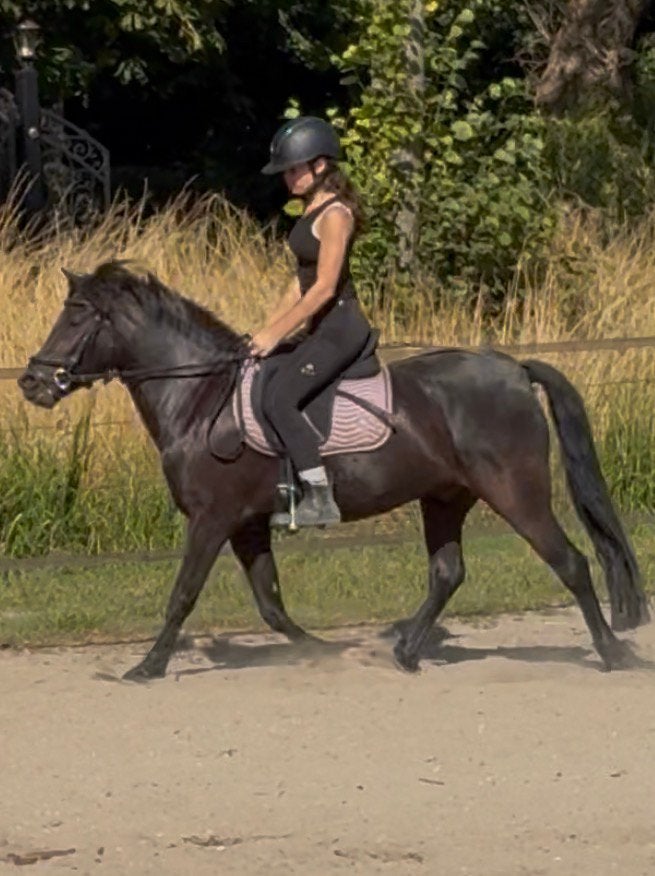2 Lieve zwarte pony’s, Dieren en Toebehoren, Pony's, Merrie, 3 tot 6 jaar, B pony (1.17m tot 1.27m), Recreatiepony