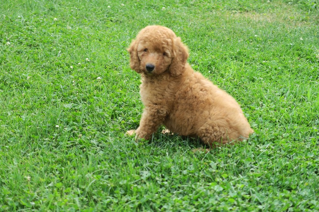 Goldendoodle pup reutje, Dieren en Toebehoren, Honden | Chihuahua's en Gezelschapshonden, Poedel, Parvo, Nederland, Reu