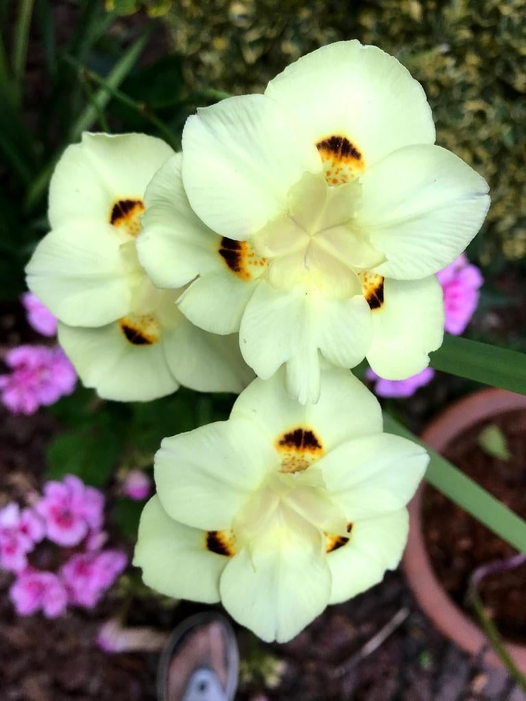 Dietes bicolor, Gele Wilde Iris of Afrikaanse Iris, Tuin en Terras, Planten | Tuinplanten, Volle zon, Vaste plant, Zomer, Ophalen