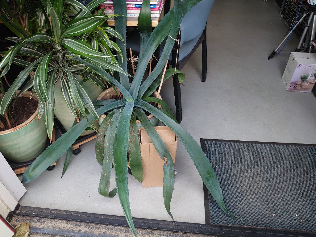 Grote Aloe zoekt woonruimte, Ophalen, Vetplant, Halfschaduw, Minder dan 100 cm