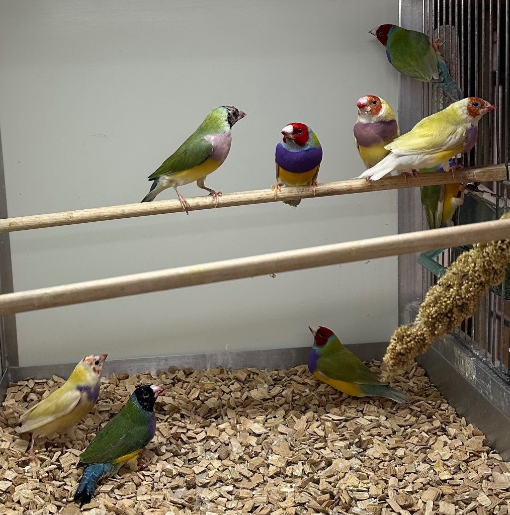 Gouldamadines koppels en mannen, Meerdere dieren