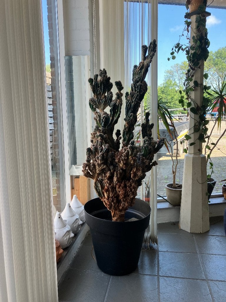 Grote oude cactus kamerplant, Huis en Inrichting, Kamerplanten, Ophalen, Cactus, Halfschaduw, Minder dan 100 cm