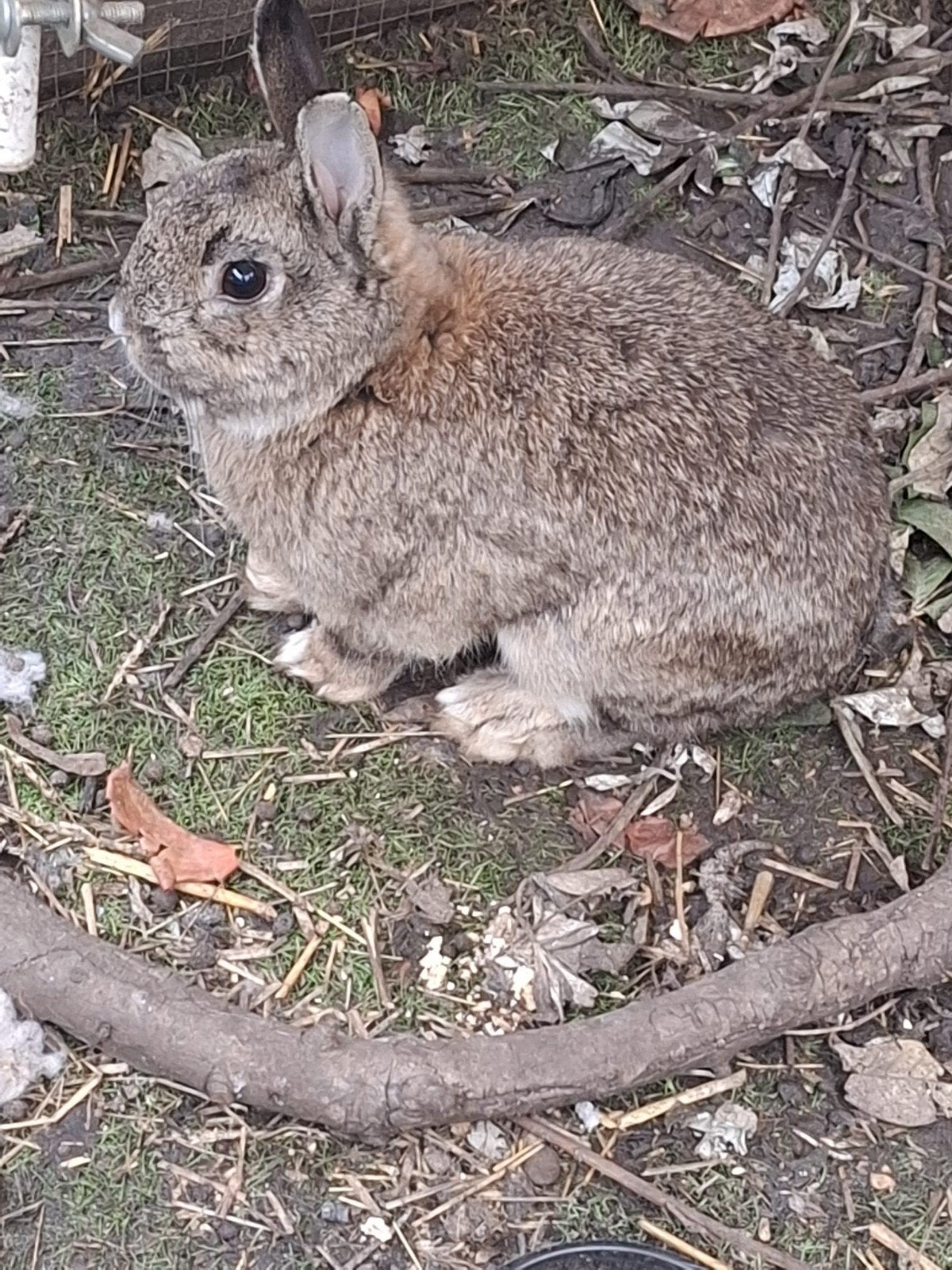 Gratis, Dieren en Toebehoren, Konijnen