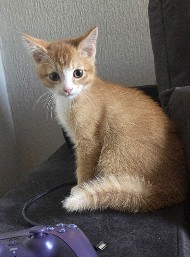Lieve Abessijn mix kitten (laatste uit het nest), Dieren en Toebehoren, Katten en Kittens | Raskatten | Korthaar, Poes, Ontwormd