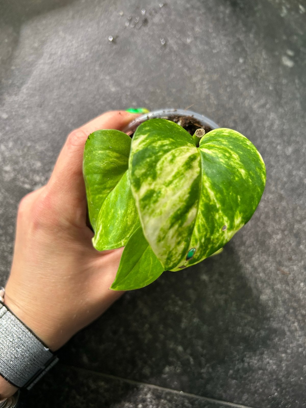 Epipremnum N'Joy Gold stekje - Prachtige bonte plant, Ophalen of Verzenden, Halfschaduw, Minder dan 100 cm