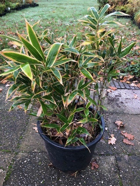 Bamboe met 2 kleuren blad , staat in de kuip dus zo meenemen, Ophalen, Bamboe, Struik, 100 tot 250 cm
