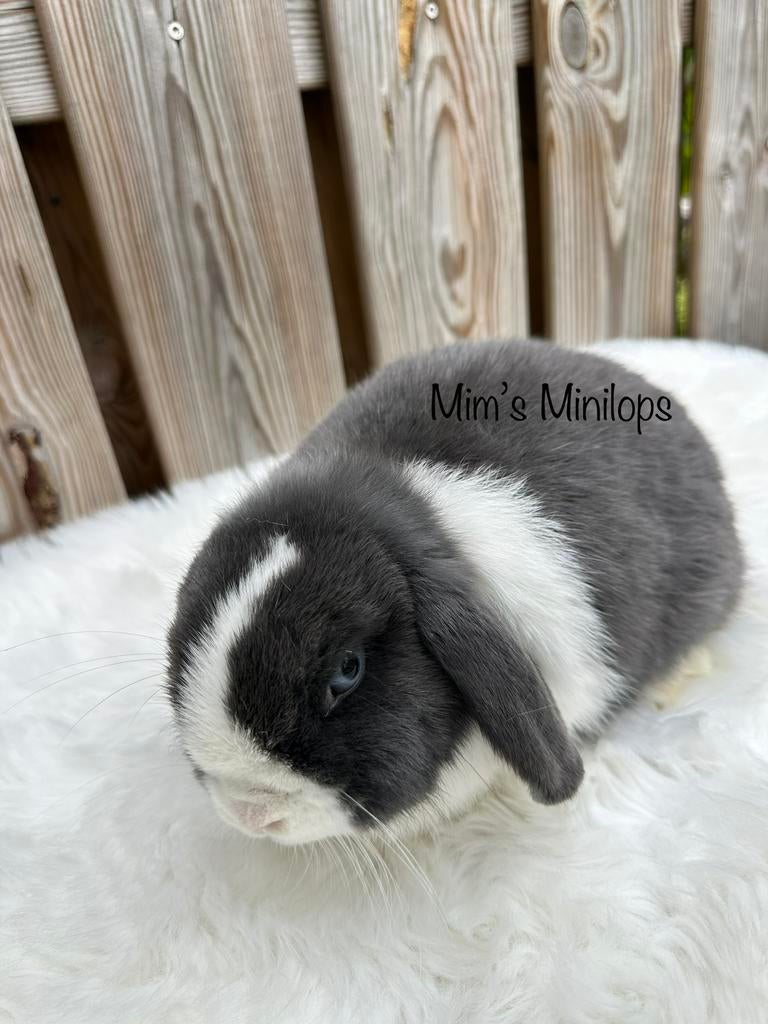 Lieve blauwbont blauwoog voedstertje, Dieren en Toebehoren, Vrouwelijk, Dwerg