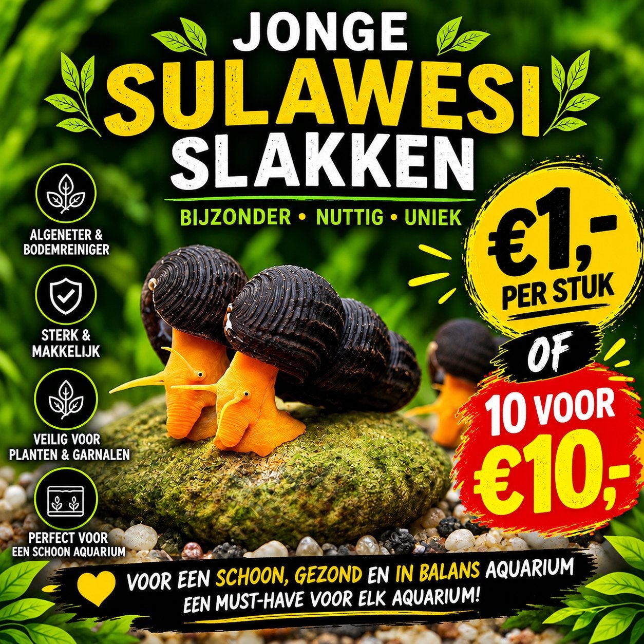 Jonge sulawesi slakken, Dieren en Toebehoren, Slak of Weekdier