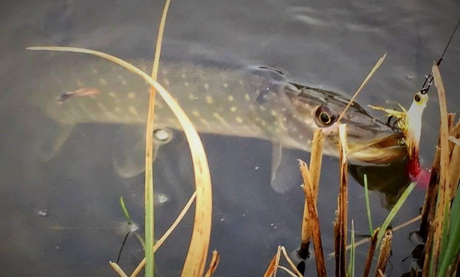 Serie E Ultra Light Baars / Snoek streamertjes, Ophalen, Nieuw, Complete set