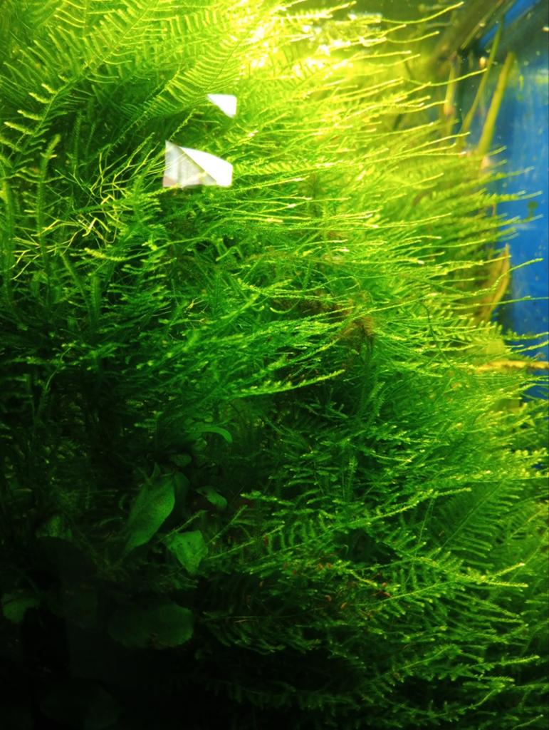 Javamos, Dieren en Toebehoren, Vissen | Aquaria en Toebehoren, Verzenden, Nieuw, Plant(en), Steen of Hout