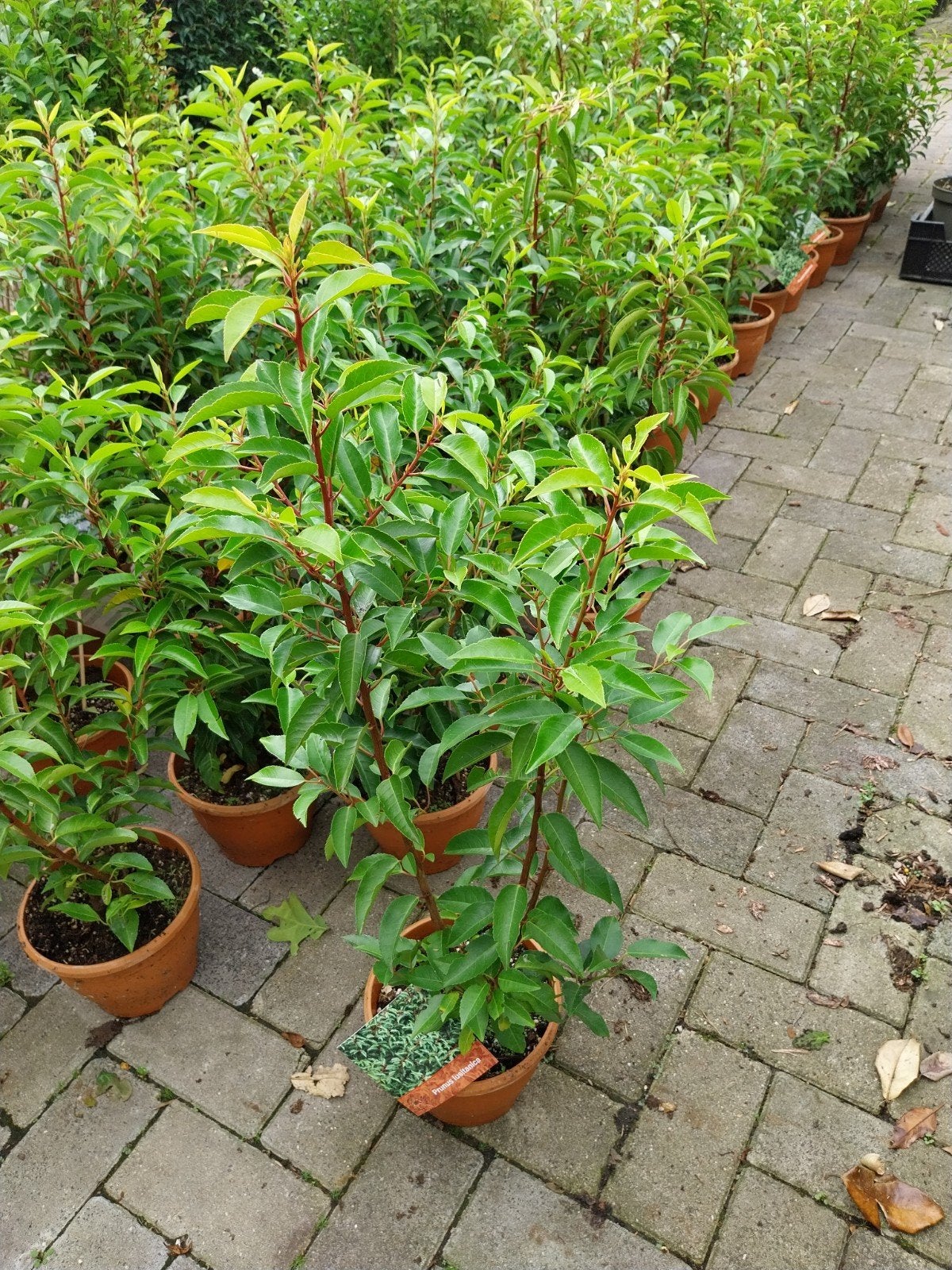 Portugese Laurier (Prunus Lusitanica Angustifolia) 40-60 cm, Volle zon, Vaste plant, Zomer, Ophalen
