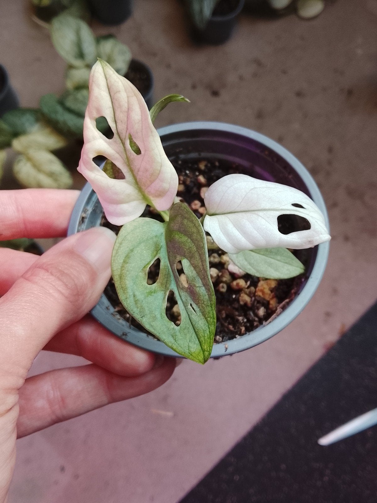 Monstera Archipelago Swedish Ghost plant, Huis en Inrichting, Kamerplanten, Ophalen of Verzenden, Halfschaduw, Minder dan 100 cm