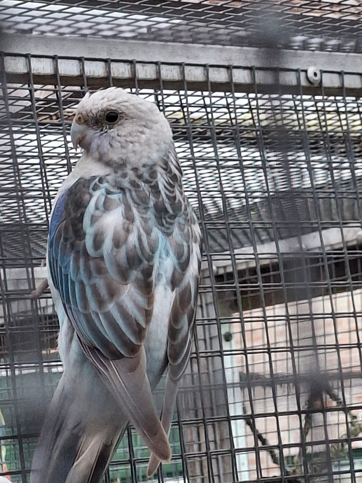 pastel blauwe rosella pop 2026, Dieren en Toebehoren, Vrouwelijk, Parkiet, Geringd