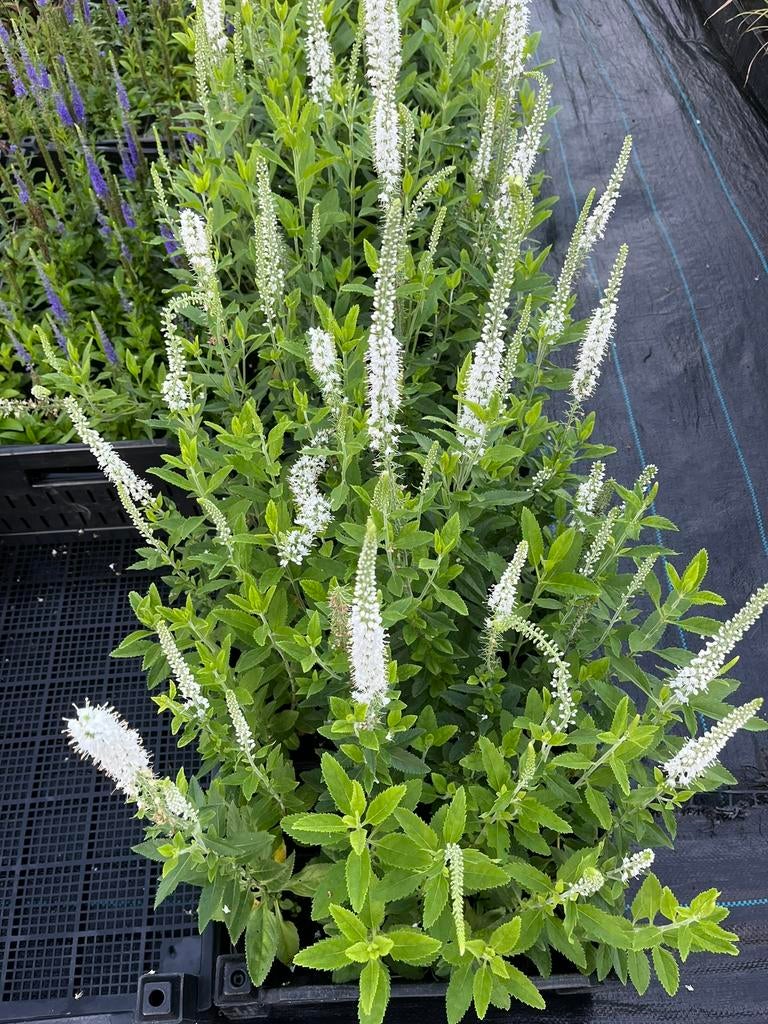 Veronica spicata 'Icicle' / Ereprijs P9 pot, Ophalen of Verzenden, Overige soorten, Halfschaduw