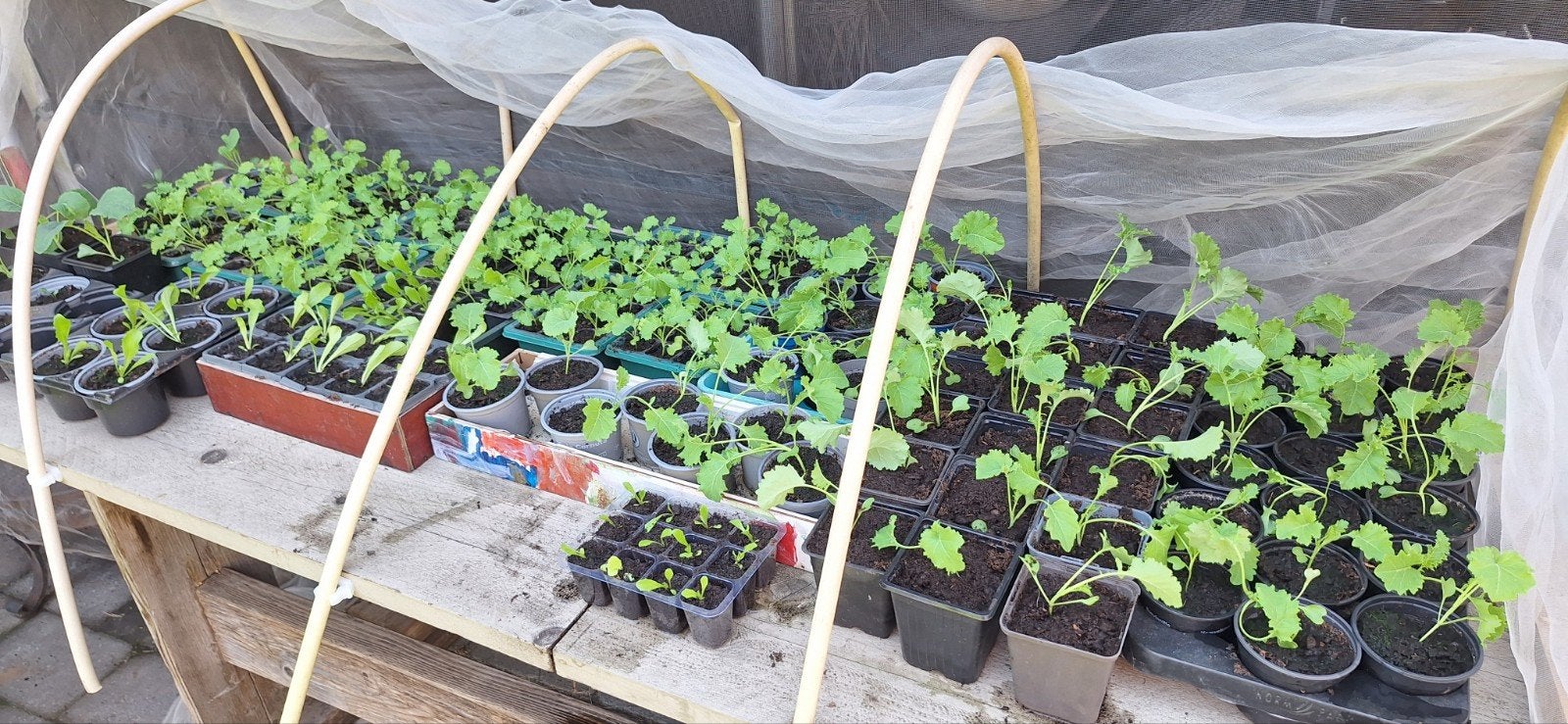 Boerenkool en sla plantjes moestuin plantjes, Ophalen of Verzenden, Nieuw, Minder dan 10 m²