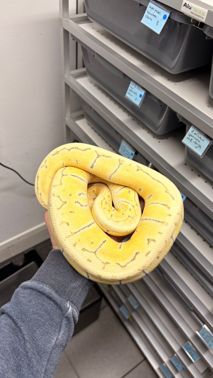 Pastel pinstripe desert ghost ball python Ball Python photo 3