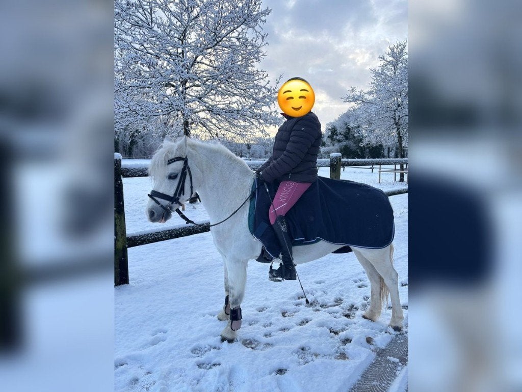 Lieve Welsh-A merrie, voor ieder plezier te hebben…, Merrie, B, Dressuurpony, A pony (tot 1.17m)