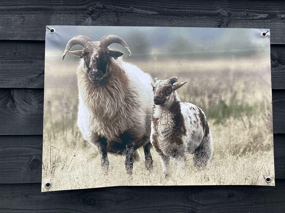 Tuinposter veranda,tuin,schutting,landelijk,sober, Ophalen of Verzenden, X, X, X
