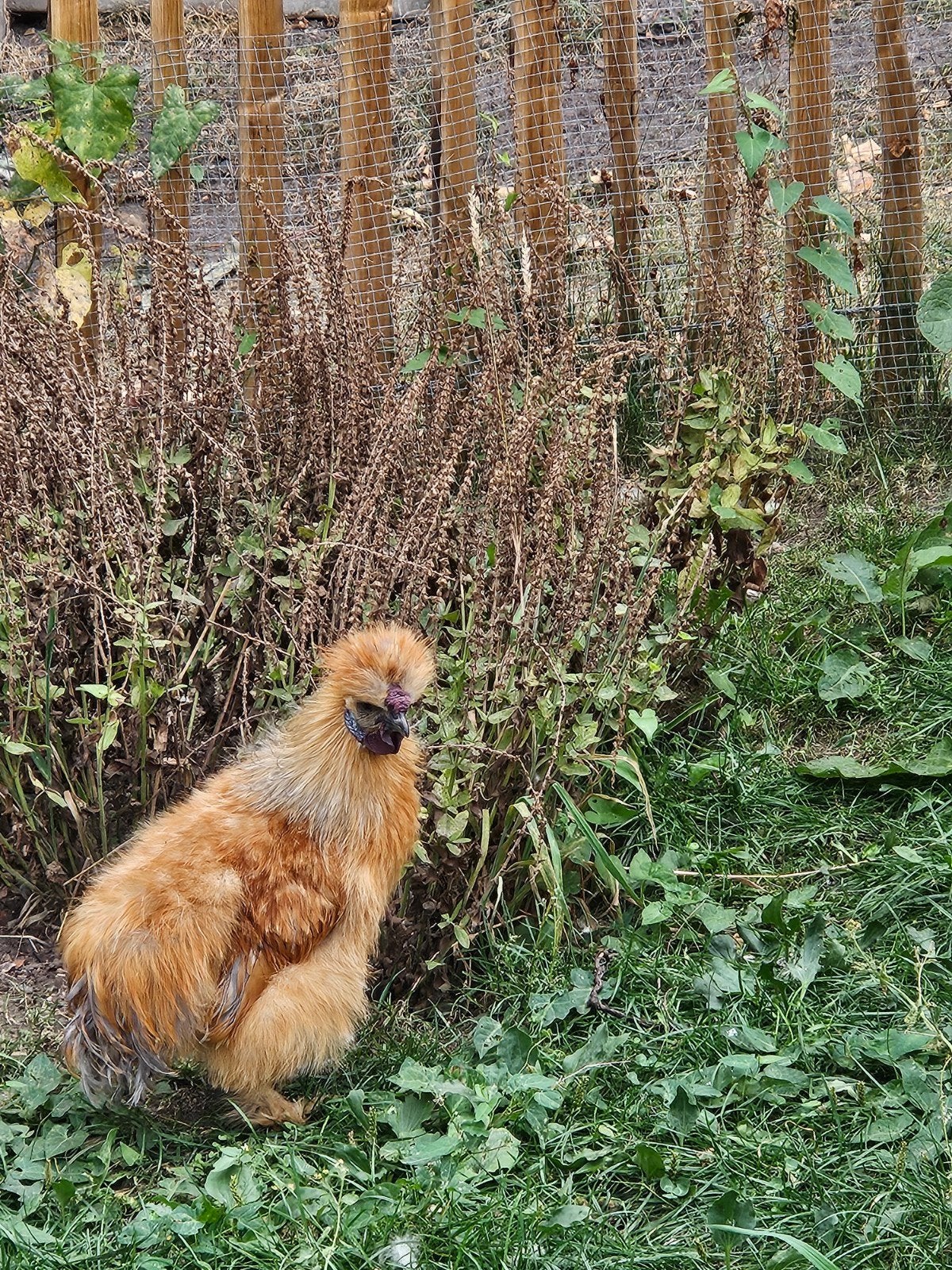 Zijdehoen haantje (4 maanden oud) - Gratis, Mannelijk, Kip