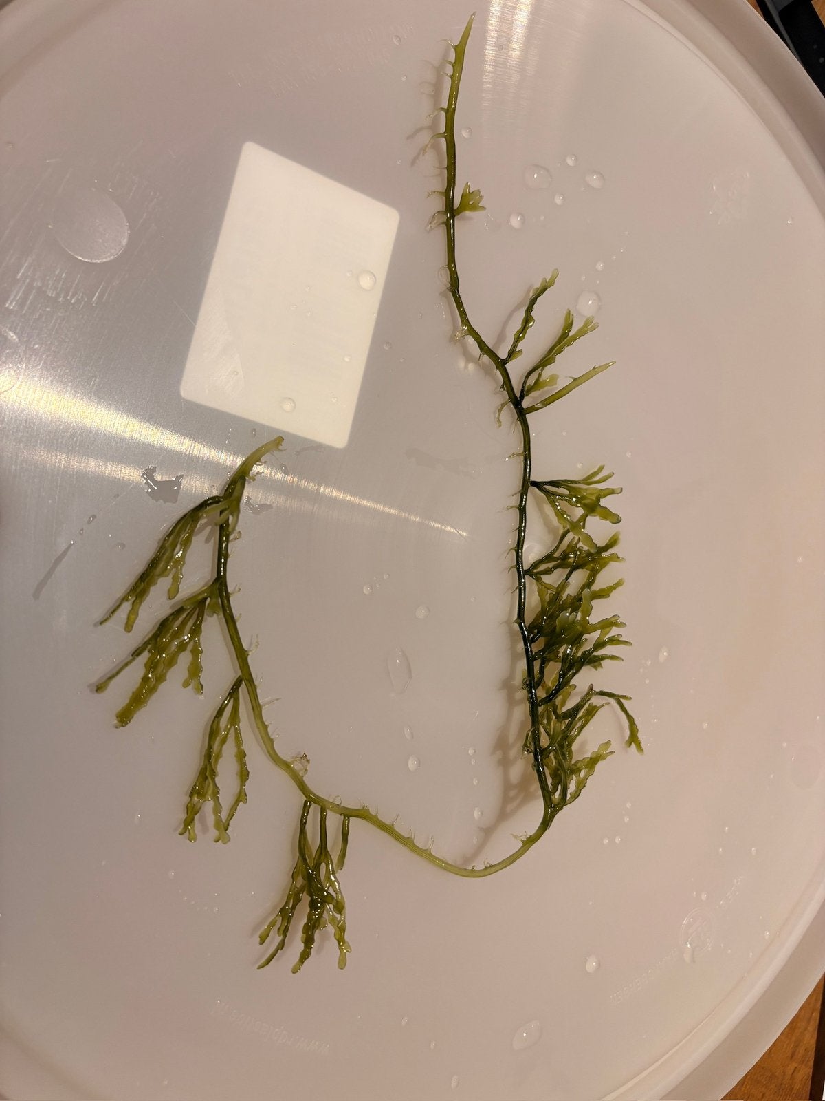 Caulerpa cupressoides, macro algen. Verzending mogelijk!, Dieren en Toebehoren, Overige typen, Zoutwatervis