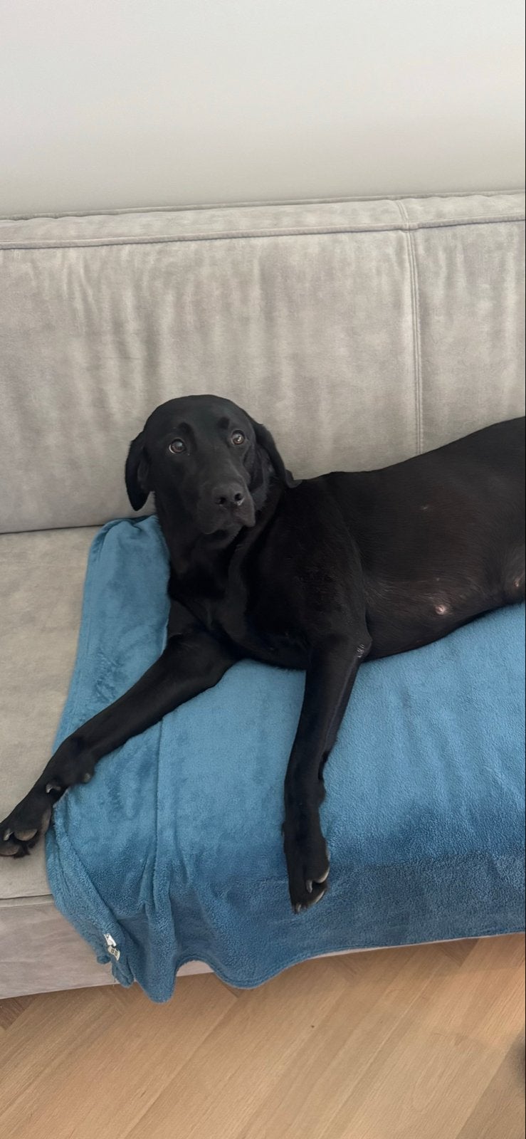 Honden oppas vakantie adres gezocht