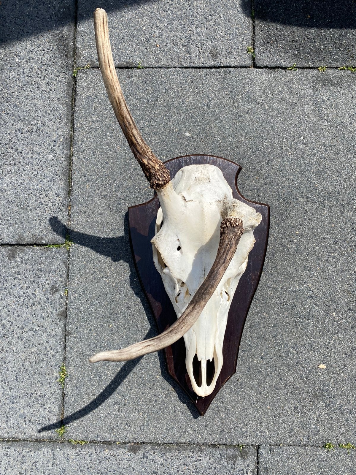 Abnorm abnorme schedel edelhert taxidermie taxidermy gewei, Ophalen of Verzenden, Zo goed als nieuw, Hert, Schedel